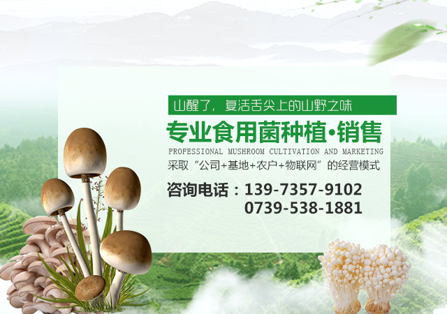 湖南神骏农业科技发展有限公司_湖南神骏农业|神骏农业|邵阳食用菌|邵阳食用菌种植基地