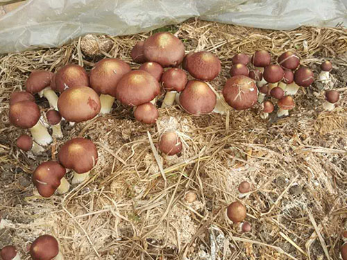 湖南神骏农业科技发展有限公司,湖南神骏农业,神骏农业,邵阳食用菌,邵阳食用菌种植基地