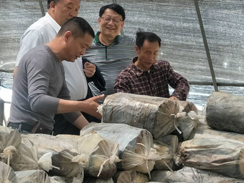 湖南神骏农业科技发展有限公司,湖南神骏农业,神骏农业,邵阳食用菌,邵阳食用菌种植基地